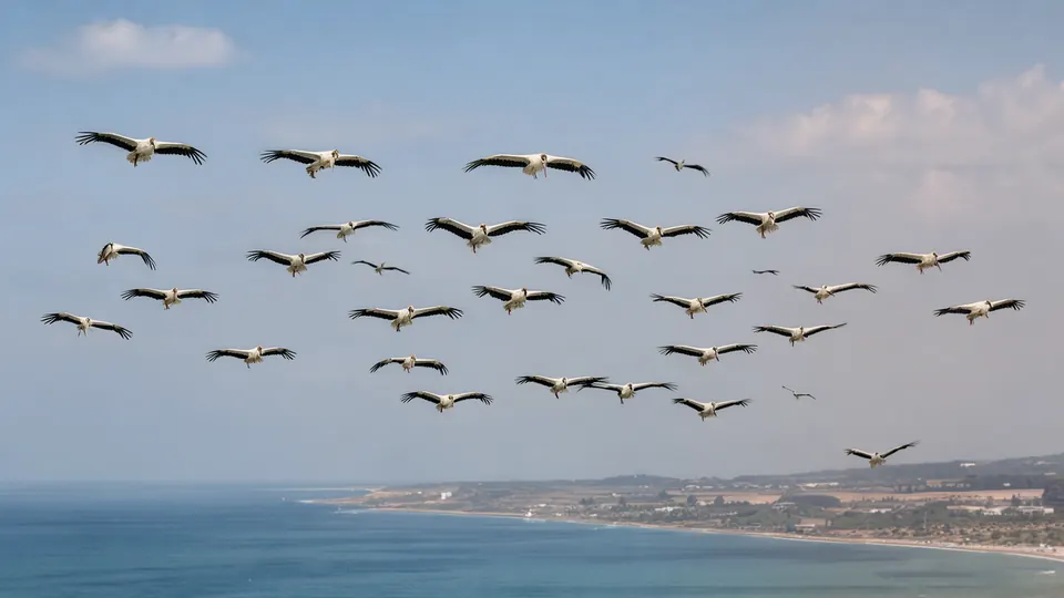 Birdwatching Near Nesebar — The Via Pontica Migration Route — illustration