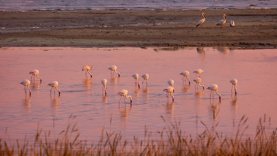 The Beaches of Burgas Bay and the Bird Lakes: Flamingos, Pelicans and When to See Them — illustration